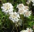 Dwarf Candytuft.JPG